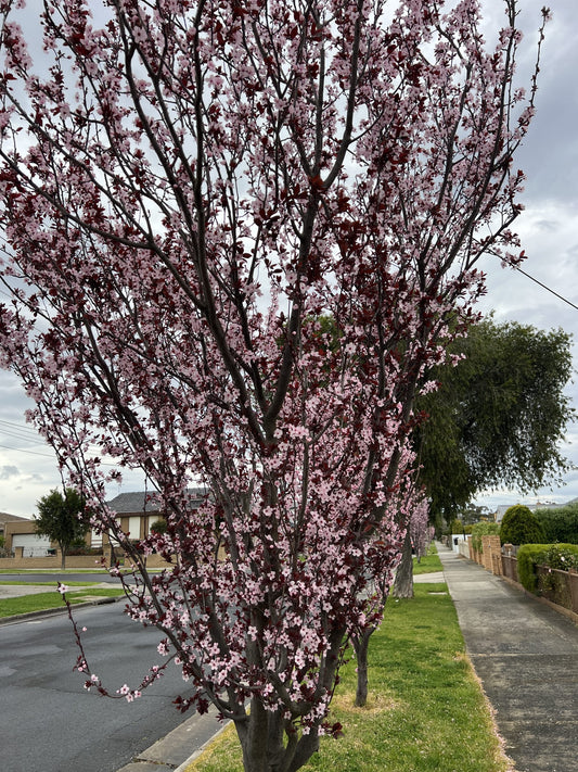 FLOWERING PLUM PRUNUS NIGRA FASTIGATA BR
