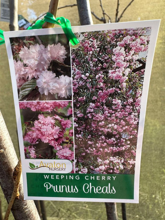 FLOWERING CHERRY PRUNUS SERRULATA CHEALES 1.20M BR