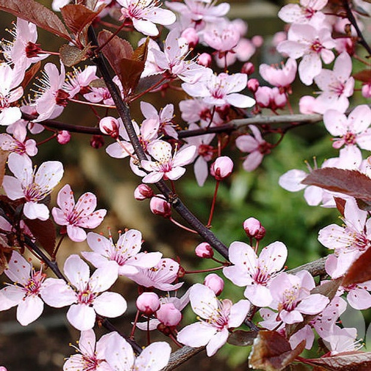 FLOWERING PLUM PRUNUS NIGRA BR