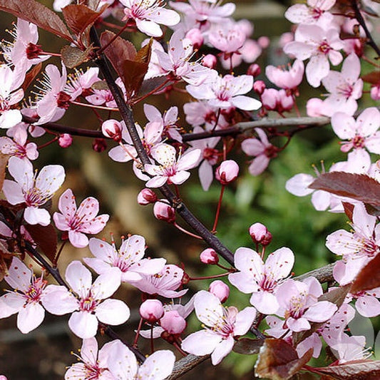 FLOWERING PLUM PRUNUS NIGRA BR