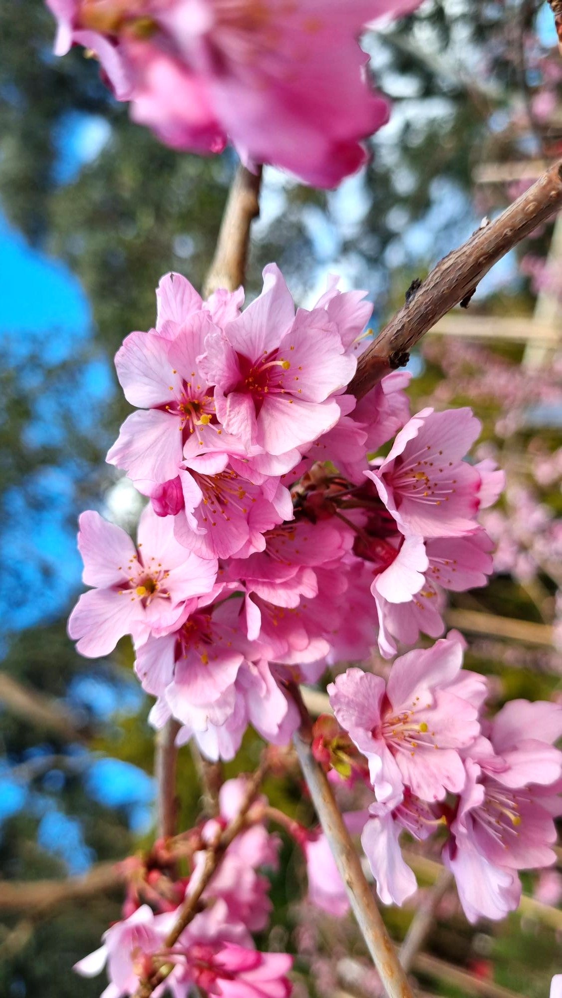 WEEPING CHERRY PRUNUS PINK CASCADE 1.2M POTTED 400MM