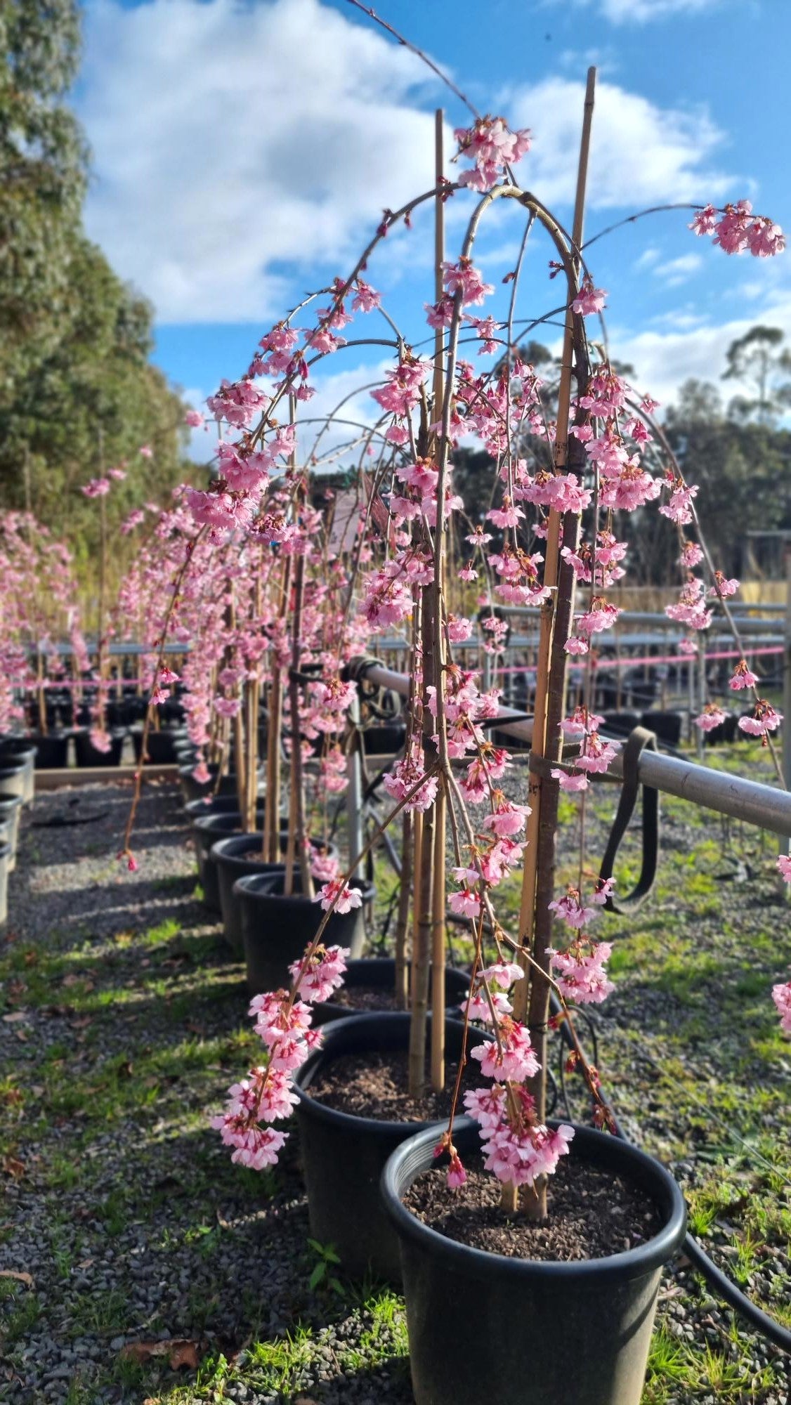 WEEPING CHERRY PRUNUS PINK CASCADE 1.2M POTTED 400MM