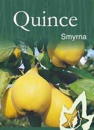 QUINCE SMYRNA BR