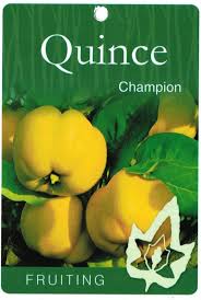 QUINCE CHAMPION BR