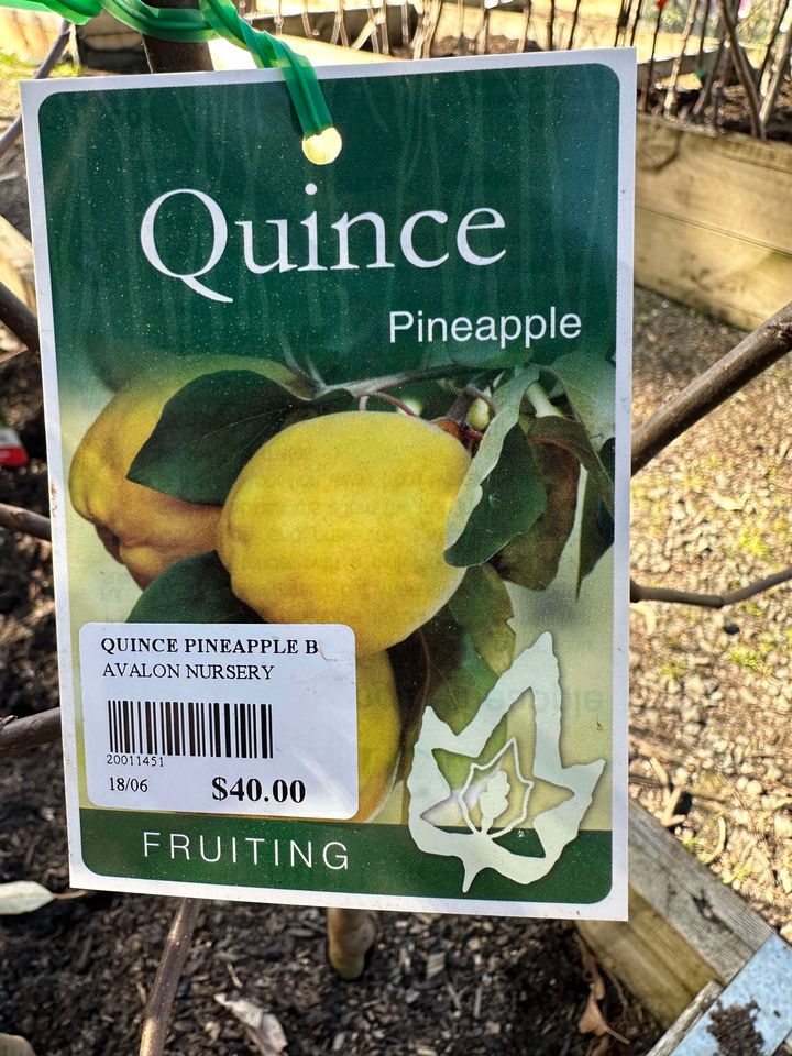 QUINCE PINEAPPLE BR