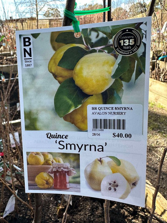 QUINCE SMYRNA BR