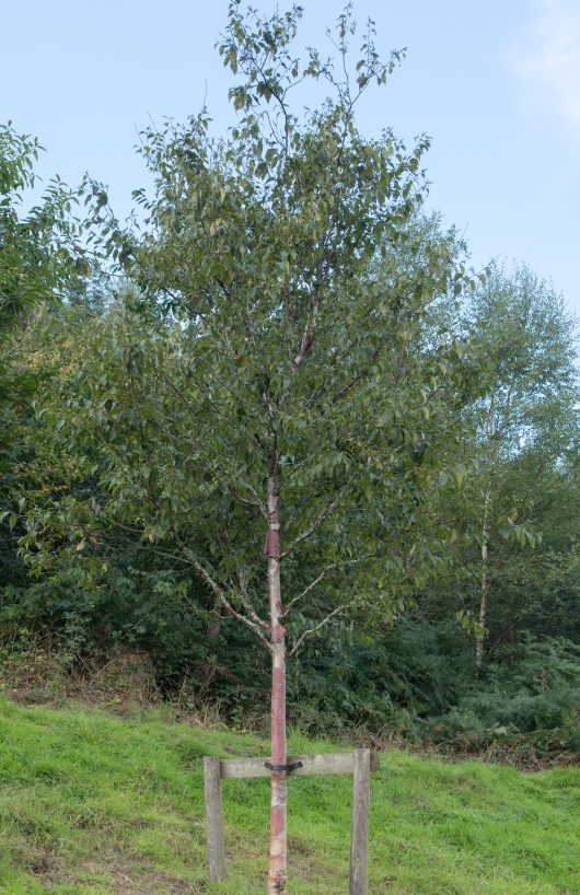 BETULA SEPTRIONALIS CHINESE RED BIRCH 400M
