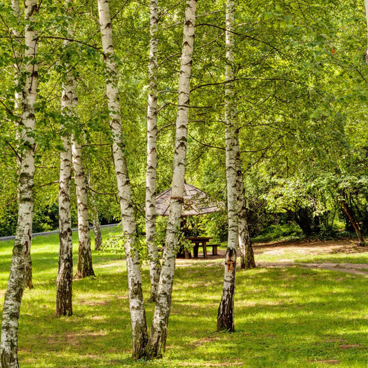 BETULA ALBA SILVER BIRCH BR