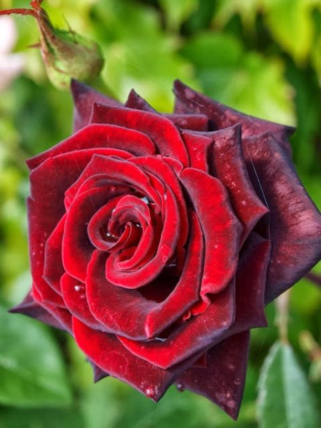 BR RED VELVET BUSH ROSE
