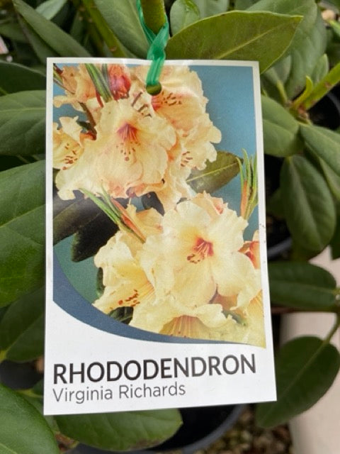 RHODODENDRON VIRGINIA RICHARDS 200MM