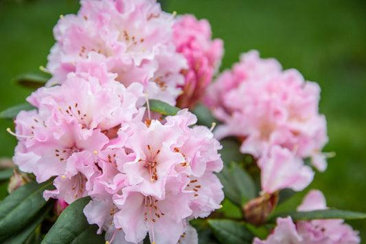 RHODODENDRON CHRISTMAS CHEER 200MM