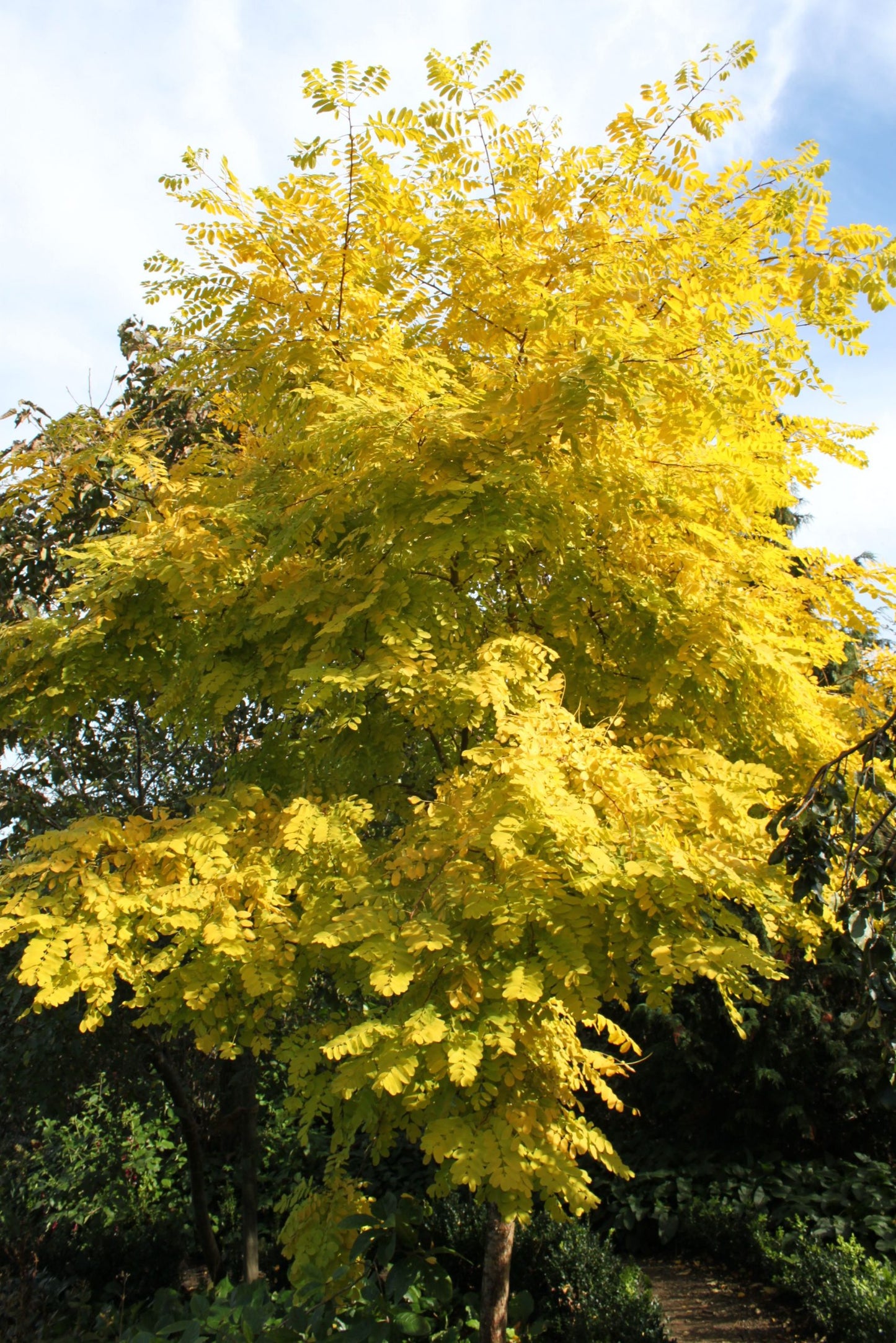 ROBINIA FRISIA BR