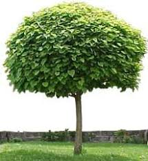 ROBINIA MOP TOP TALL BR