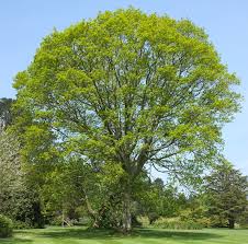 QUERCUS OAK RUBRA RED OAK BR