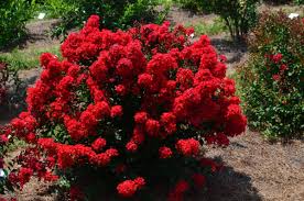 CREPE MYRTLE LAGERSTROEMIA RUFFLED RED MAGIC BR