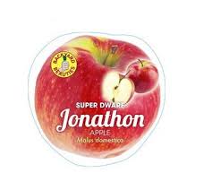 SUPER DWARF APPLE JONATHON BR