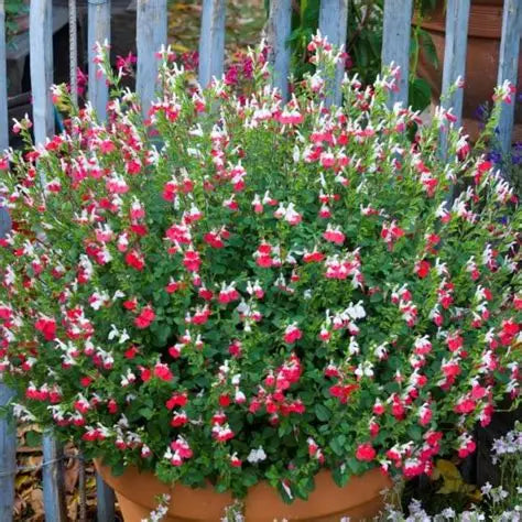 SALVIA HOTLIPS 140MM