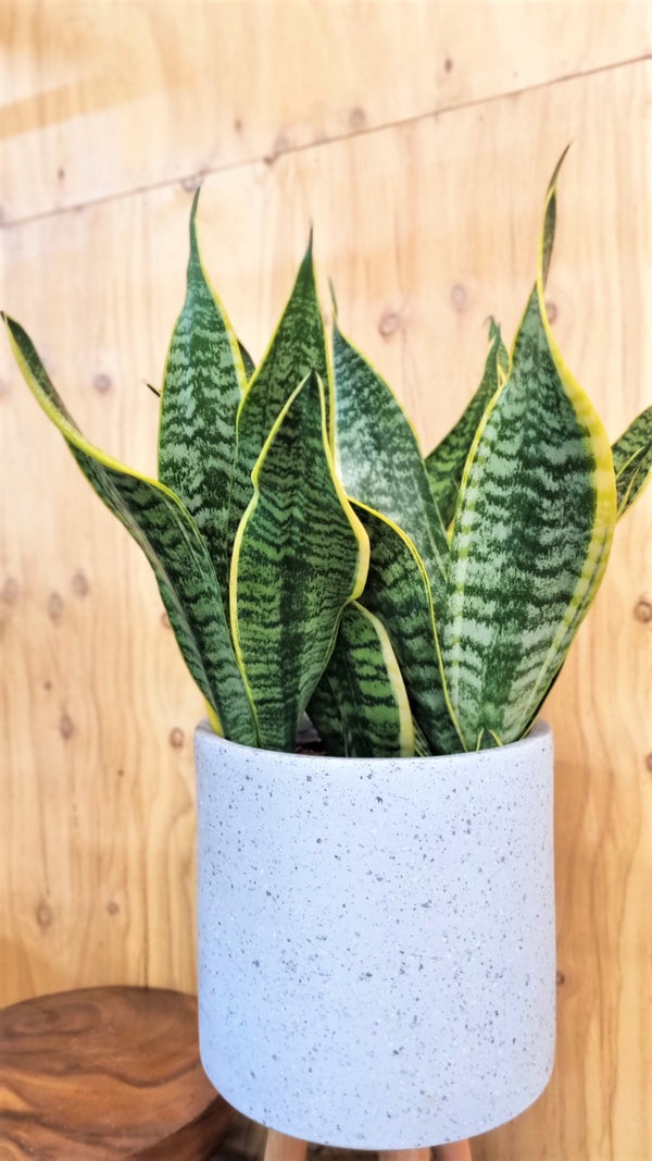 SANSEVIERIA SUPERBA 200MM – Avalon Nursery