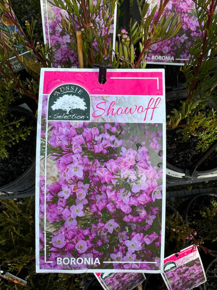 BORONIA PINATAX MUELLERI SHOW OFF 140MM