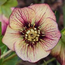 HELLEBORE FOETIDUS SIENA 140MM