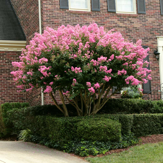 CREPE MYRTLE SIOUX 250MM