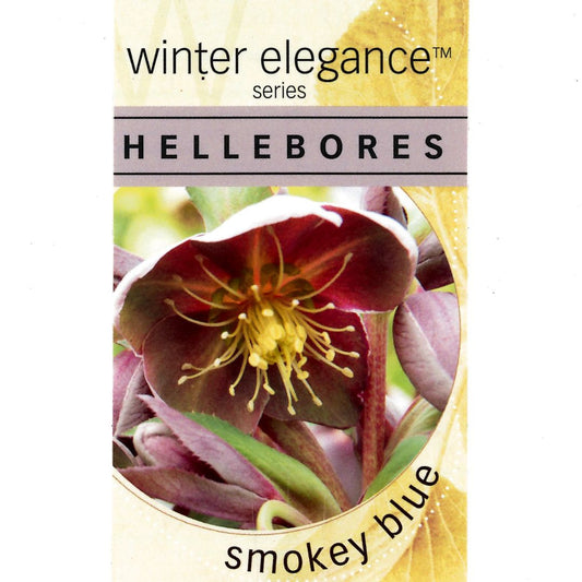 HELLEBORE SMOKEY BLUE 140MM