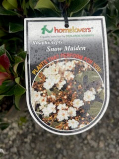RHAPHIOLEPIS SNOW MAIDEN 200MM
