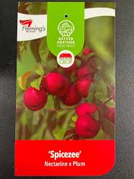 SPICEZEE NECTARINE X PLUM BR