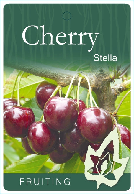 DWARF CHERRY STELLA BR