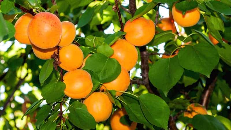 DWARF APRICOT STORYES BR