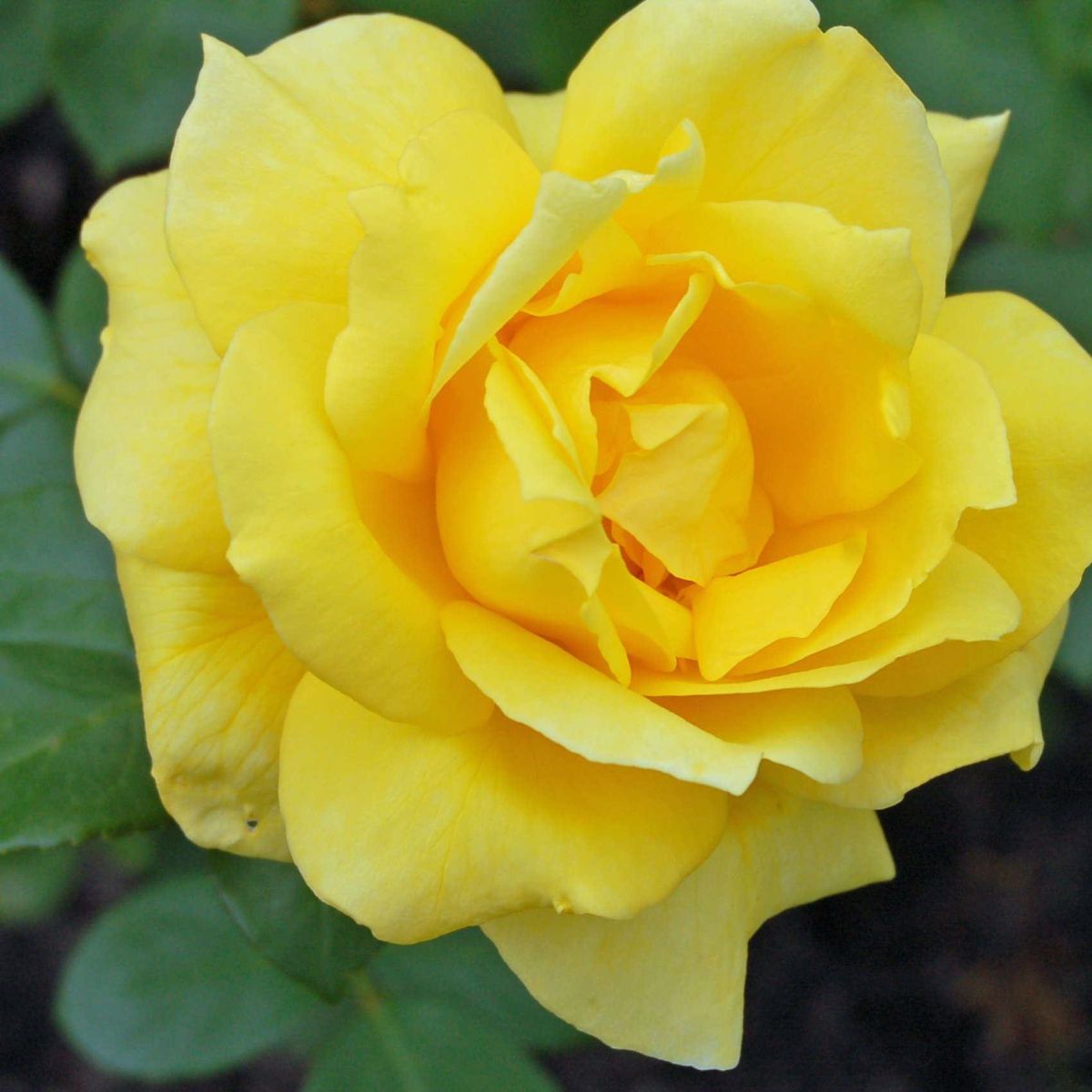 BR SUNBLEST BUSH ROSE