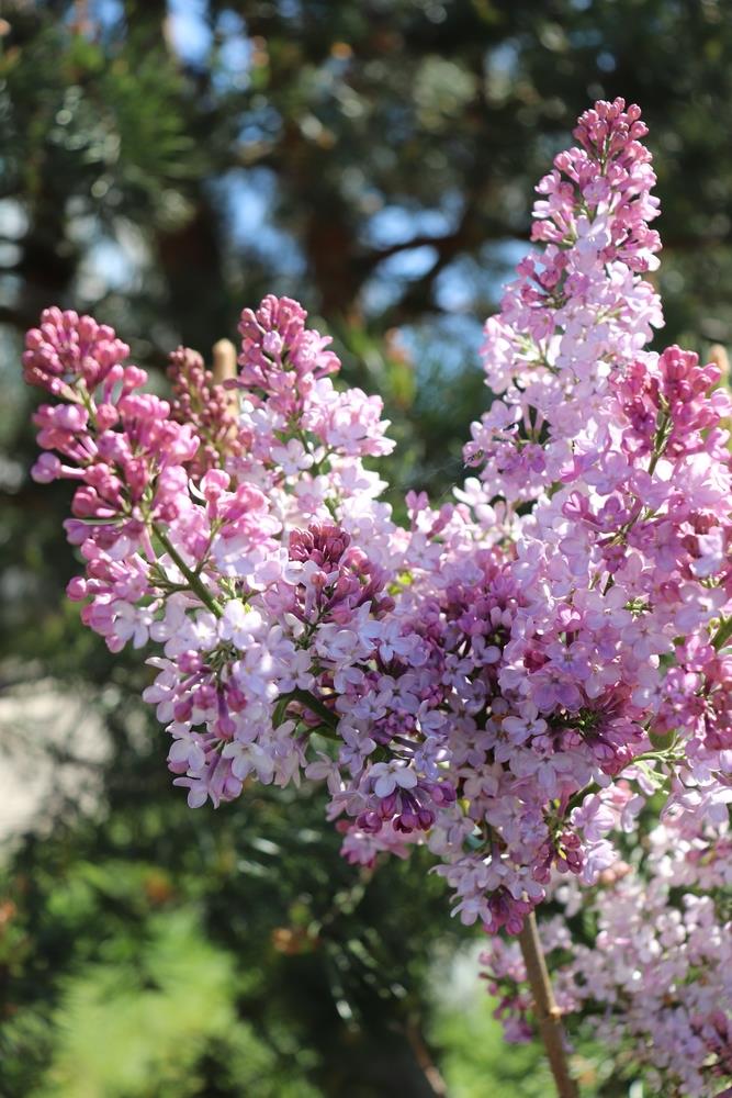 LILAC SYRINGA SWEETHEART BR