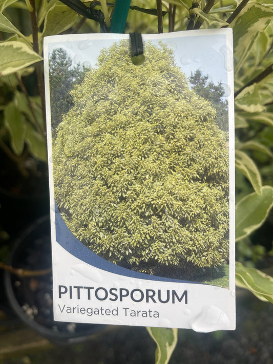 PITTOSPORUM TARATA 140MM