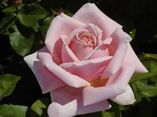 BR THE CHILDREN BUSH ROSE