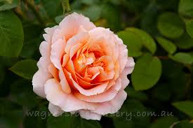 BR TWILIGHT GLOW CLIMBING ROSE