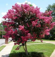 CREPE MYRTLE LAGERSTROEMIA TWILIGHT MAGIC BR