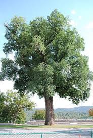 ULMUS PROCERA GREEN ENGLISH ELM BR
