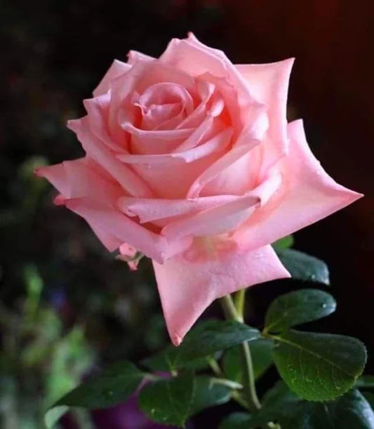 BR VIOLET CARSON BUSH ROSE