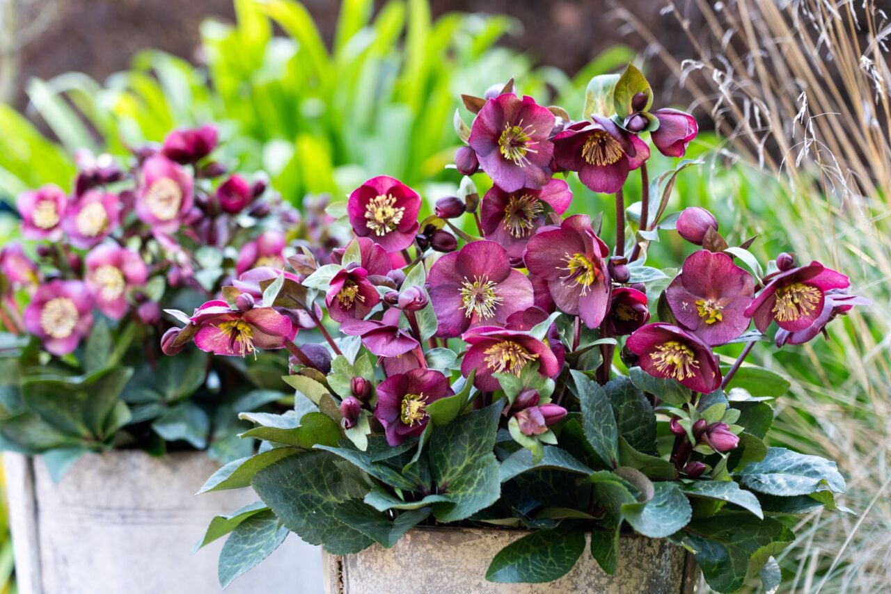 HELLEBORE VIBEY VELVET 180MM