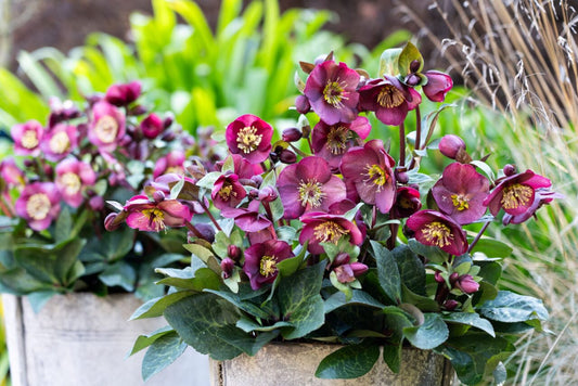 HELLEBORE VIBEY VELVET 180MM