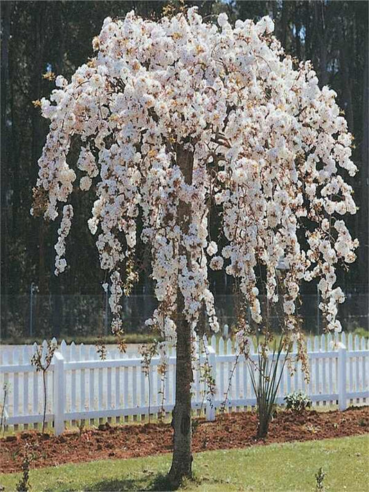 WEEPING CHERRY PRUNUS FALLING SNOW 1.8M BR