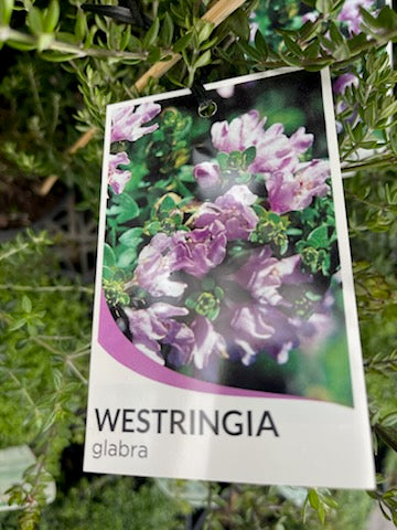 WESTRINGIA GLABRA 140MM