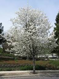 ORNAMENTAL PEAR PYRUS WINTER GLOW BR