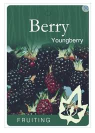 YOUNGBERRY BR