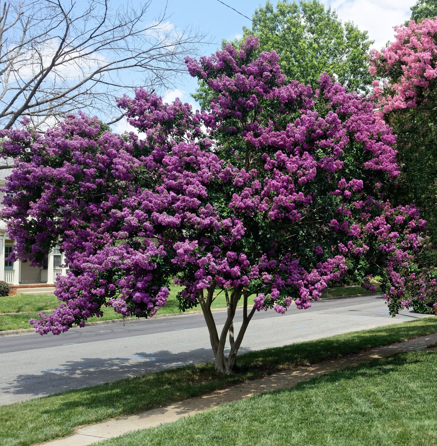 CREPE MYRTLE LAGERSTROEMIA ZUNI 250MM