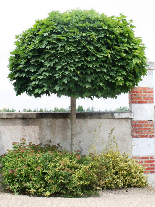 MAPLE ACER PLATANOIDES GLOBOSUM TALL STANDARD BR
