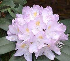 RHODODENDRON ALBUM ELEGANS 200MM