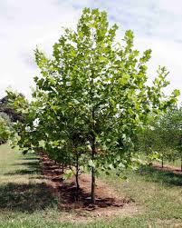 PLATANUS ORIENTALIS ALFORD BLAZE BR ADV
