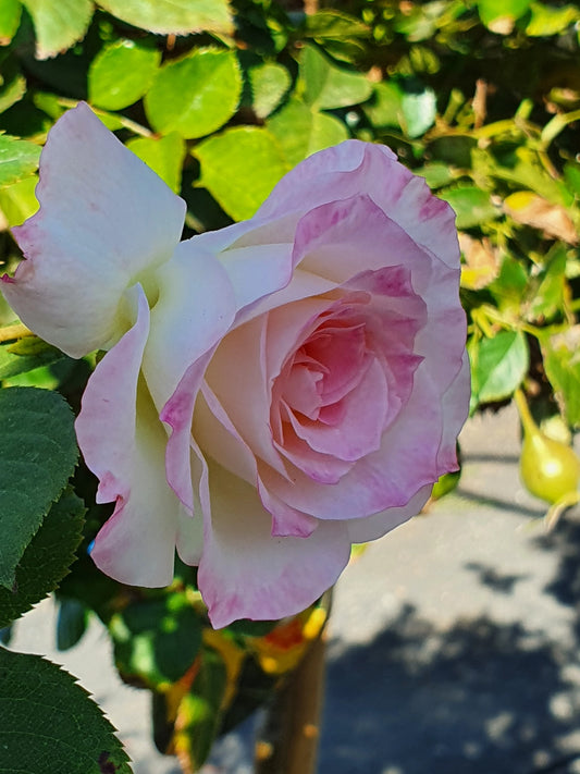 BR ANGELA TAYLOR BUSH ROSE