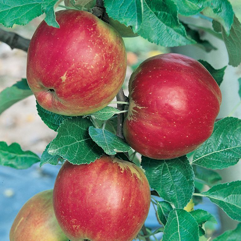 APPLE JONATHON BR